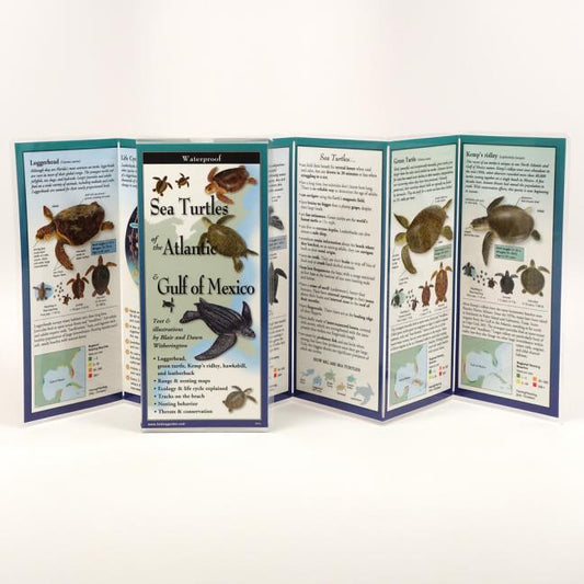 Sea Turtles of the Atlantic & Gulf of Mexico by Witherington, Blair. ISBN 9781621260172.