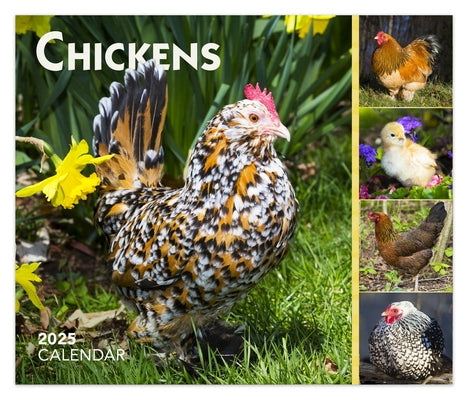 Chickens 2025 6 X 5 Inch Daily Desktop Box Calendar New Page Every Day by Browntrout