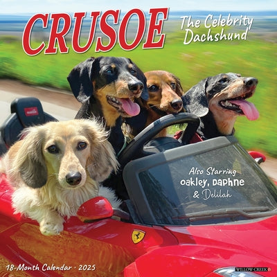 Crusoe the Celebrity Dachshund 2025 12 X 12 Wall Calendar by Ryan Beauchesne