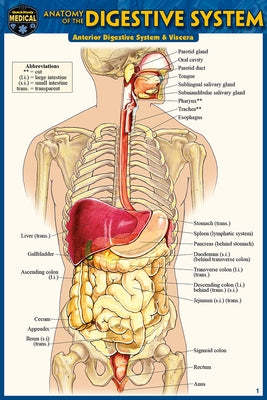 Anatomy of the Digestive System (Pocket-Sized Edition - 4x6 Inches) by Perez, Vincent